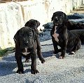 Pup4Week14