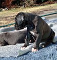 Pup4Week11