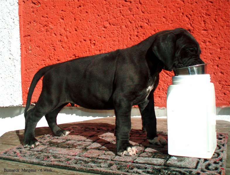 Bismarck