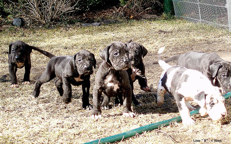 Pup4Week2