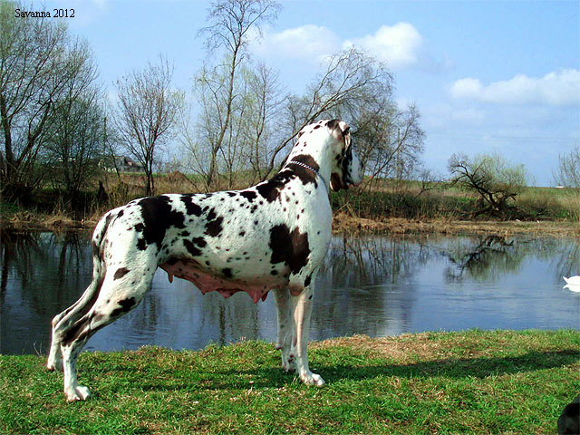 Savanna
