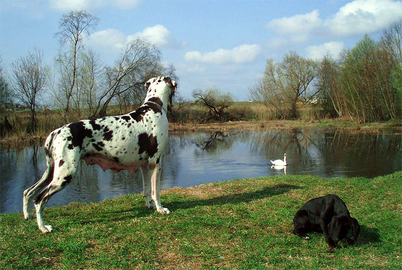 savana1