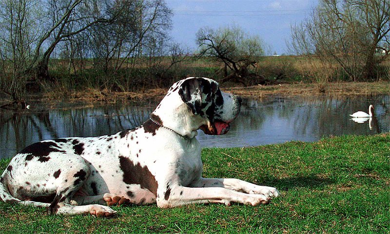 savana2