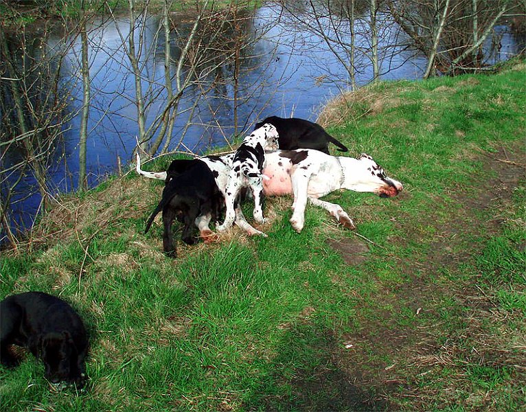 savana3
