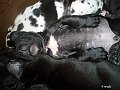 4sav1