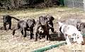 Pup4Week2