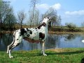 Savanna