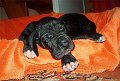 nauja21