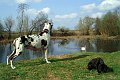 savana1