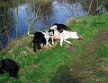 savana3