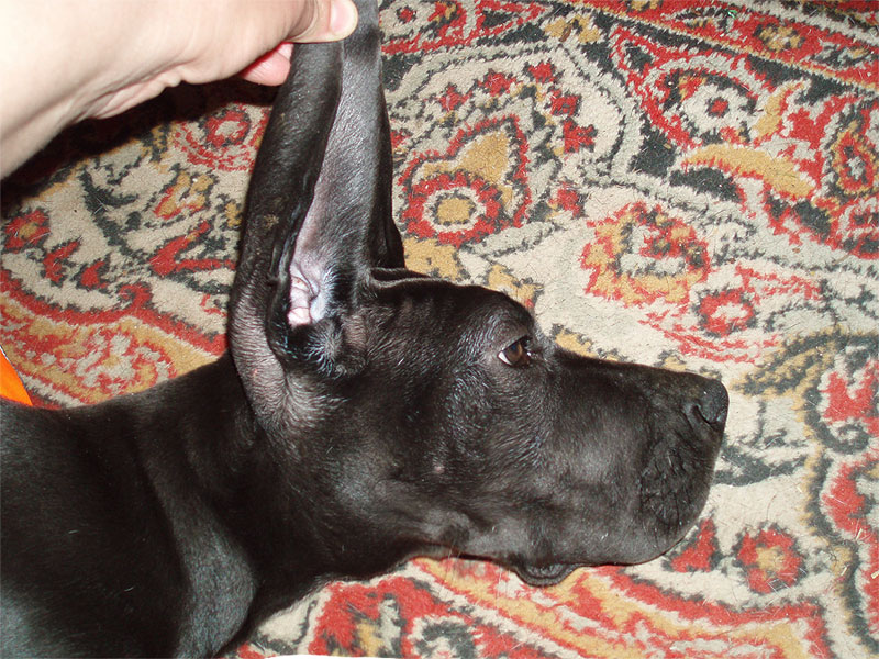 kopf1