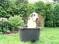 dz1