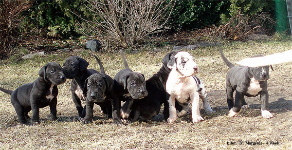 Pup4Week1