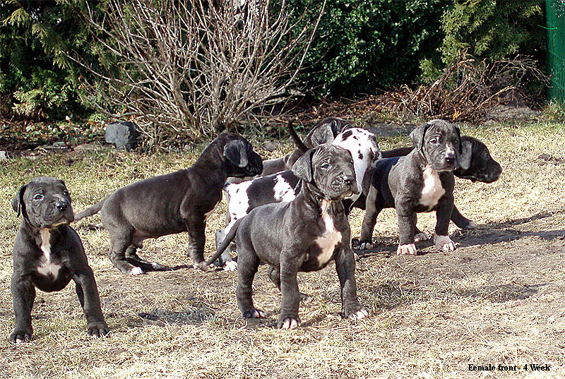 Pup4Week