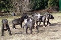 Pup4Week