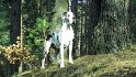 Savanna7