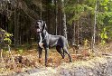 Camelia3