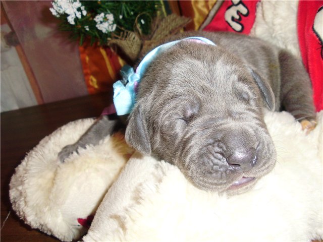 plush1.jpg