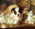 Hugo2