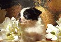 Hugo4
