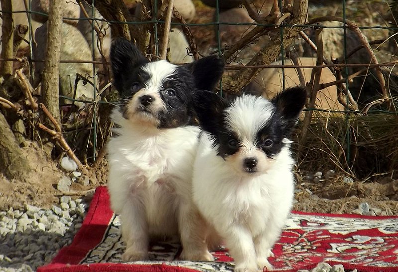 boys3