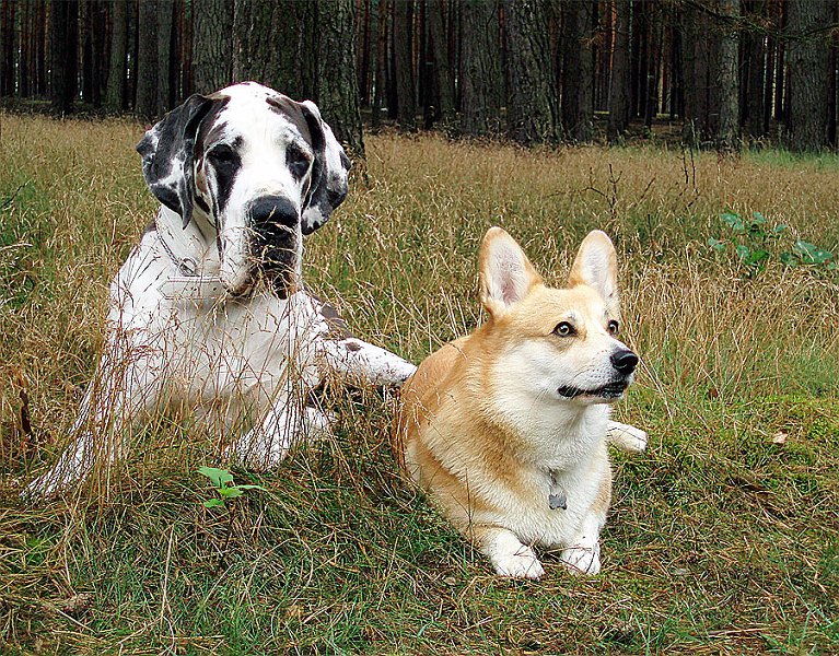 Savana&Danio