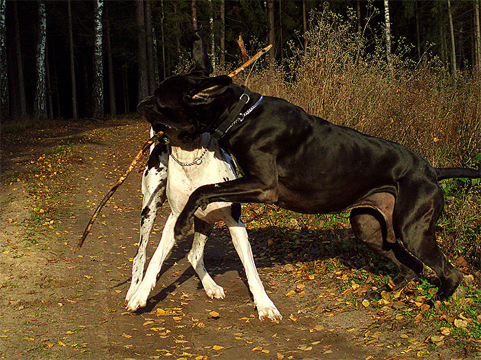 ruduo9