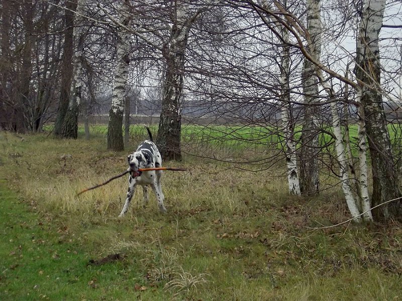 sau29