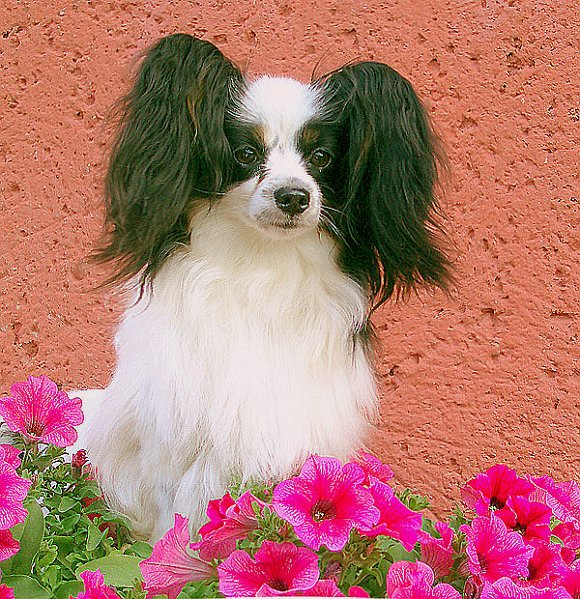 olli1